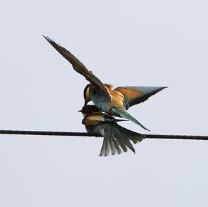 European Bee-eater