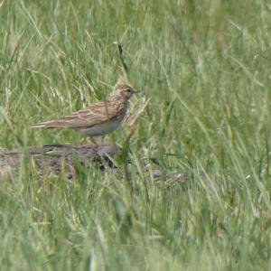 Eurasian Skylark