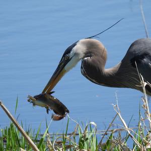 Great Blue Heron