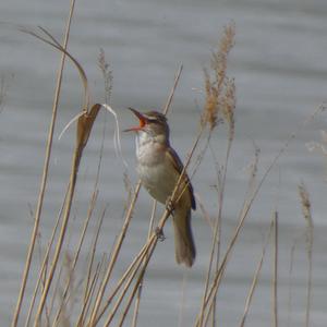 Great Reed-warbler