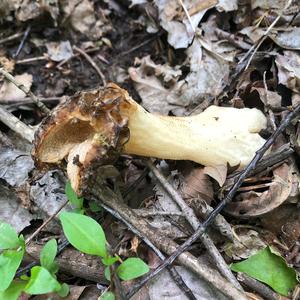 Yellow Morel