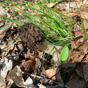 Half-free Morel