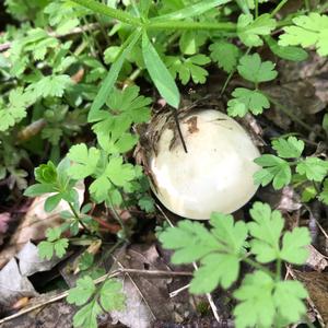 St George`s Mushroom