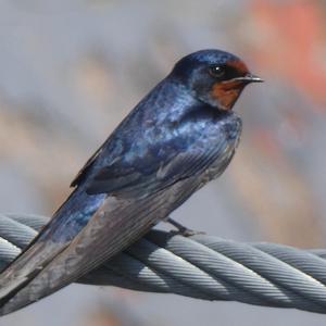 Barn Swallow