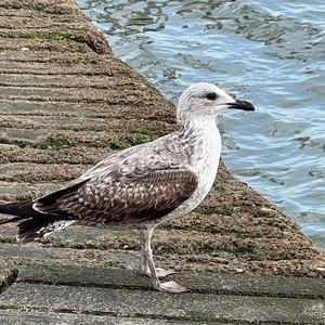 Herring Gull