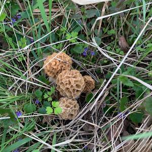 Yellow Morel
