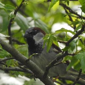 House Sparrow