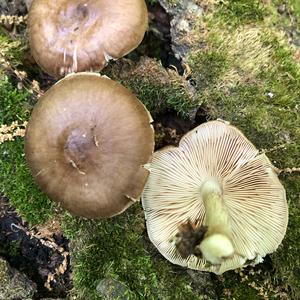 Fawn Mushroom