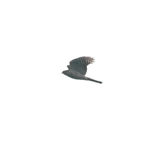 Eurasian Sparrowhawk