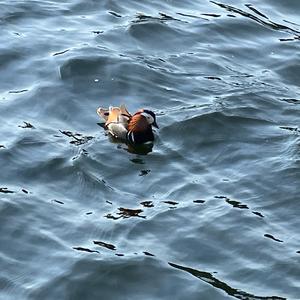 Mandarin Duck