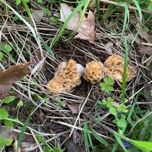 Yellow Morel