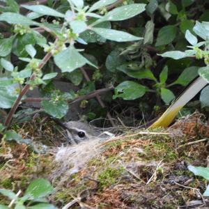 Yellow Wagtail