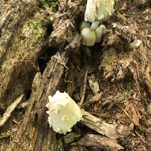 Shaggy Mane