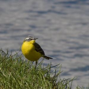 Yellow Wagtail