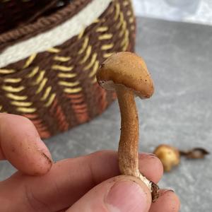 Stockschwämmchen