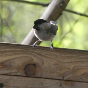 Marsh Tit