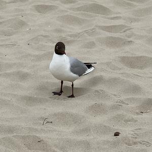 Black-headed Gull