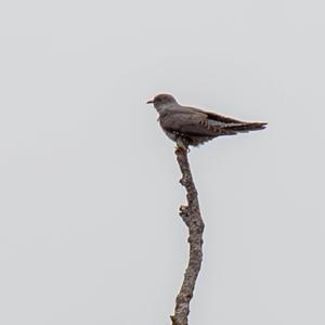Common Cuckoo