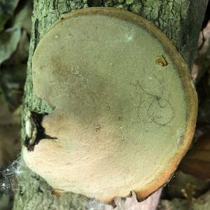 Kastanienbrauner Schwarzfussporling