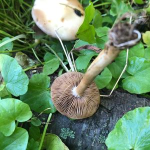 Fawn Mushroom