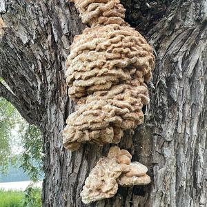 Clustered Coral