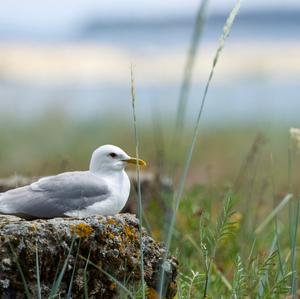 Mew Gull