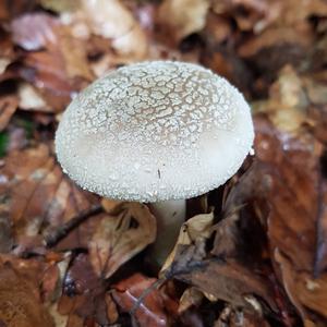 Unknown Species
