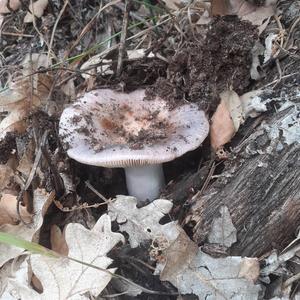 Jodoform-scented Russula
