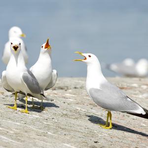 Mew Gull