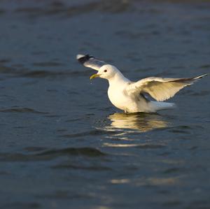 Mew Gull