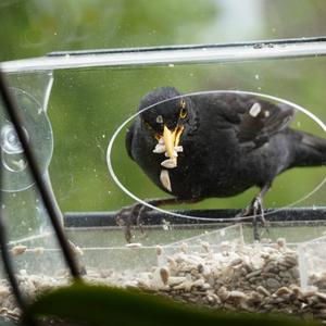 Amsel