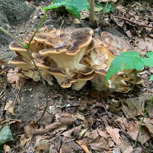 Black-staining Polypore