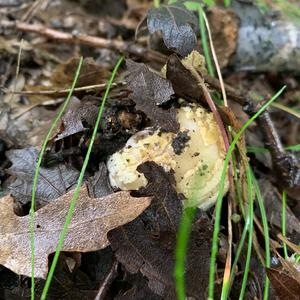 Unknown Species