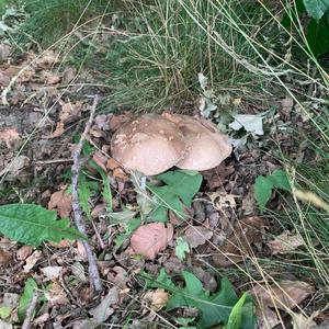 Summer Bolete