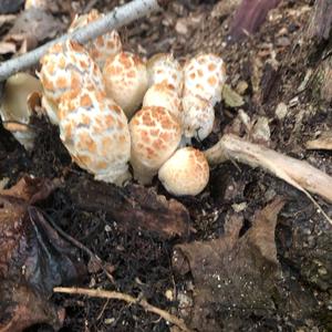 Shaggy Mane