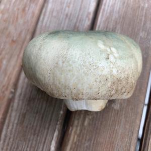 Gefelderter Grüntäubling