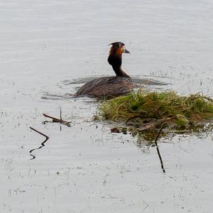 Great Crested Grebe