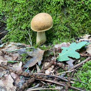 Bitter Bolete