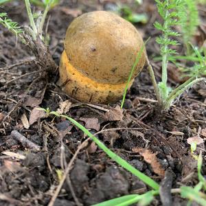 Lurid Bolete