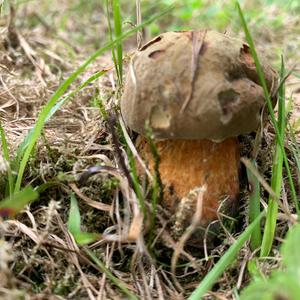 Lurid Bolete