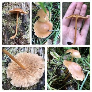 Fawn Mushroom