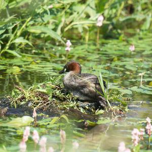 Little Grebe