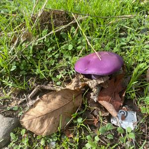 Amethyst Deceiver
