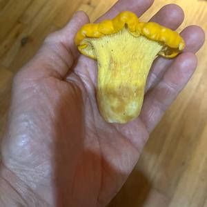 Chanterelle, Common