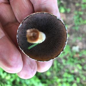 Horse Mushroom