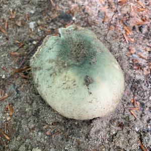 Gefelderter Grüntäubling