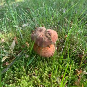 Netzstieliger Hexenröhrling