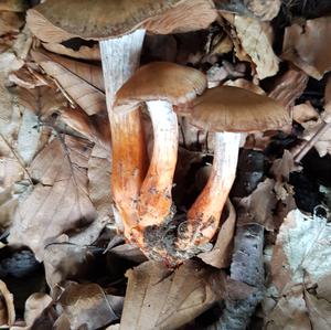 Unknown Species