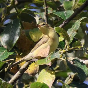 Willow Warbler