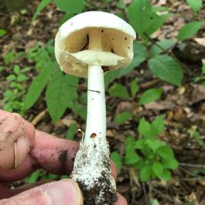 Destroying Angel